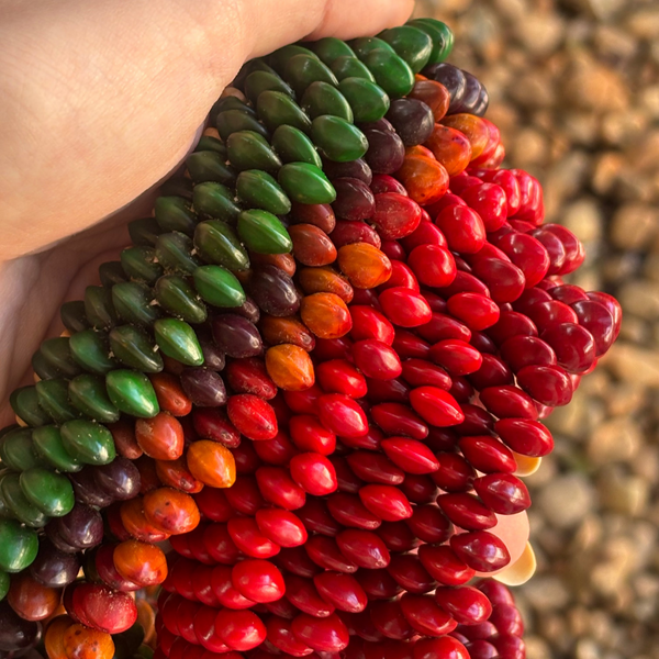 Colar de Semente do Povo Pataxó